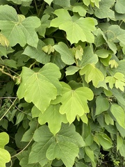 Magnoliopsida