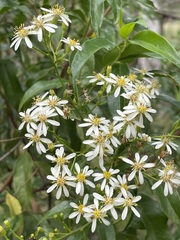 Olearia elliptica