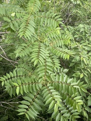 Ailanthus altissima
