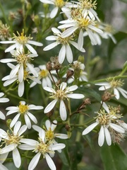Olearia elliptica