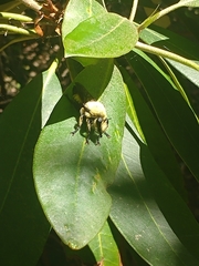 Laphria grossa