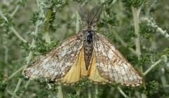 Athroolopha pennigeraria