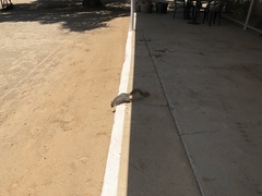 Sciurus niger