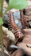 Semionellus placidus