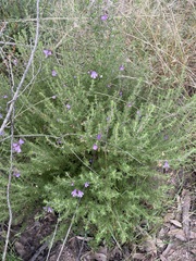 Prostanthera cryptandroides euphrasioides