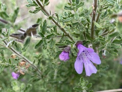 Prostanthera cryptandroides euphrasioides