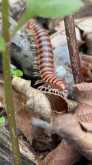 Semionellus placidus