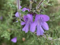 Prostanthera cryptandroides euphrasioides
