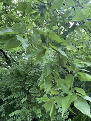 Magnoliopsida