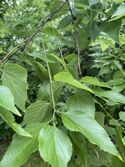 Magnoliopsida