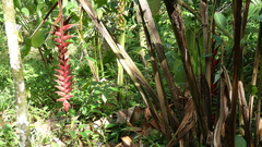 Heliconia pogonantha