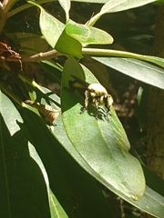 Laphria grossa