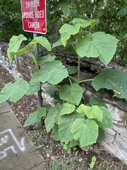 Magnoliopsida