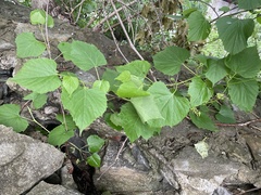Magnoliopsida