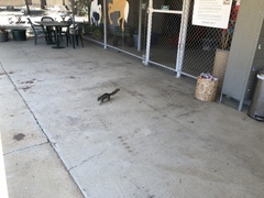 Sciurus niger