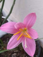 Zephyranthes carinata