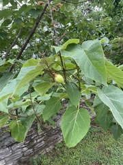Magnoliopsida