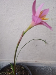 Zephyranthes carinata