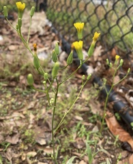 Asteraceae