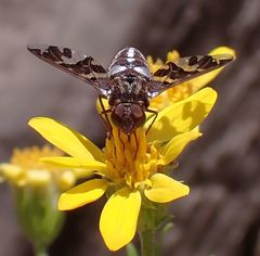 Exoprosopa caliptera