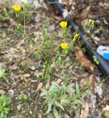 Asteraceae