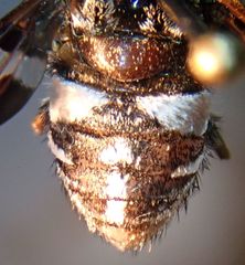 Exoprosopa caliptera