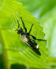 Laphria divisor