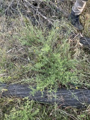 Pultenaea cinerascens