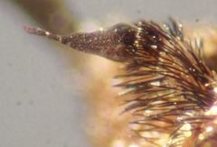 Exoprosopa caliptera