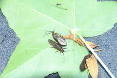 Protosialis americana