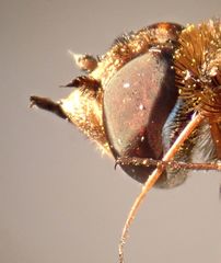 Exoprosopa caliptera