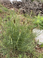 Asteraceae
