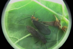 Protosialis americana