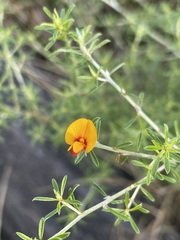 Pultenaea cinerascens