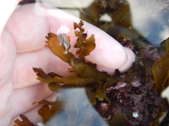 Dictyopteris undulata