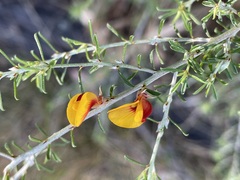 Pultenaea cinerascens