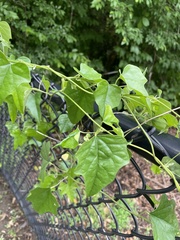 Magnoliopsida
