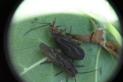 Protosialis americana