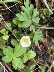 Anemonoides stolonifera