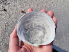 Pegophysema schrammi