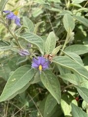 Solanum nemophilum