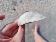 Pegophysema schrammi