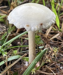 Agaricales