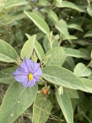 Solanum nemophilum