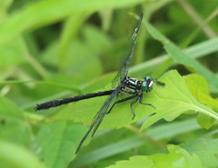 Stenogomphurus rogersi