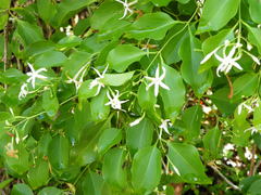 Jasminum didymum