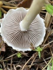 Agaricales