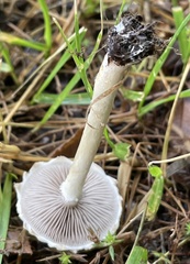 Agaricales