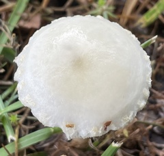 Agaricales