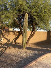 Carnegiea gigantea